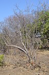 Sesamothamnus buseanus Adadi zapadne GPS172 Kenya 2014_1029.jpg